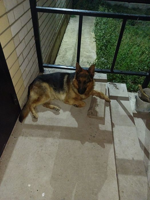 Немецкая овчарка кабель