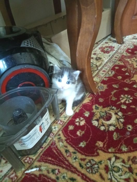 Котята  Крысоловы