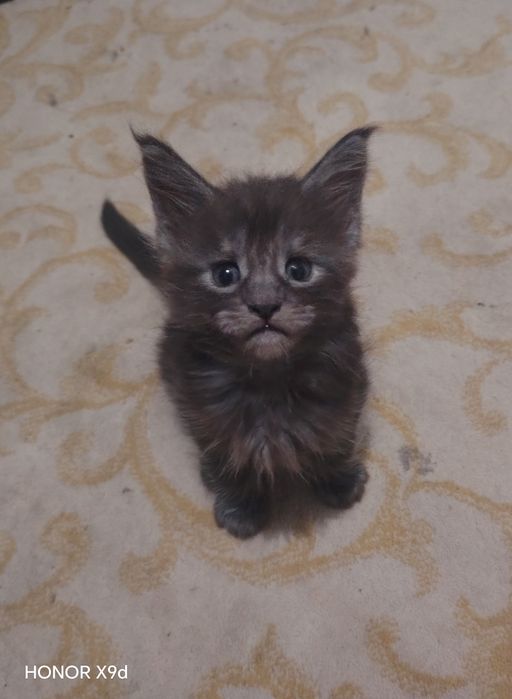 Продам Мейн-Кунов котят