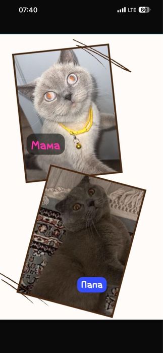 Котенок девочка с паспортом