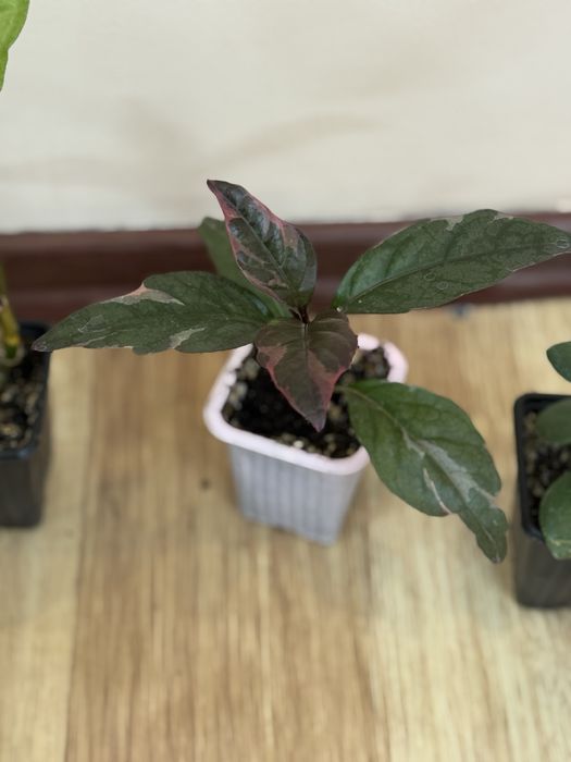 Отростки по 1000 тенге