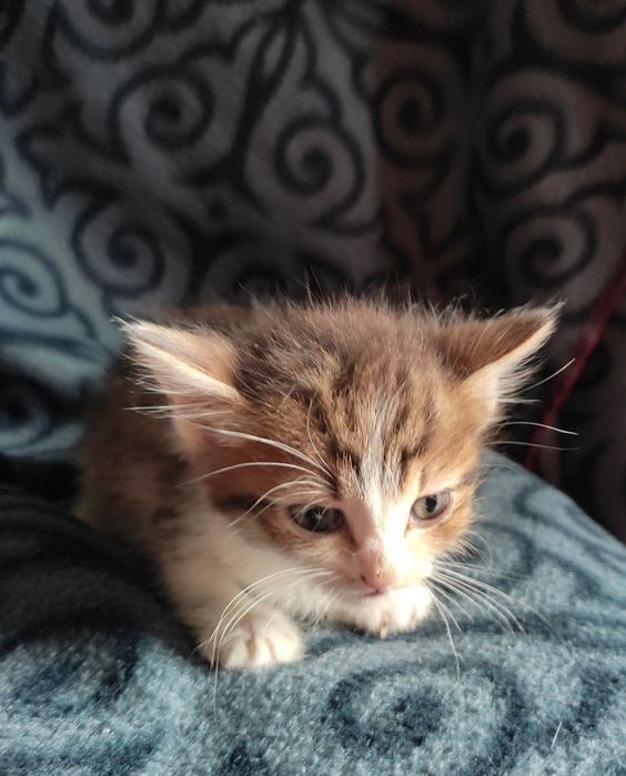 Отдаем котят даром