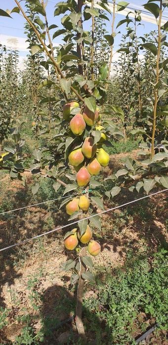 НОК Ерански душест сантамврия маузер ва бошка янги сортларимиз бор