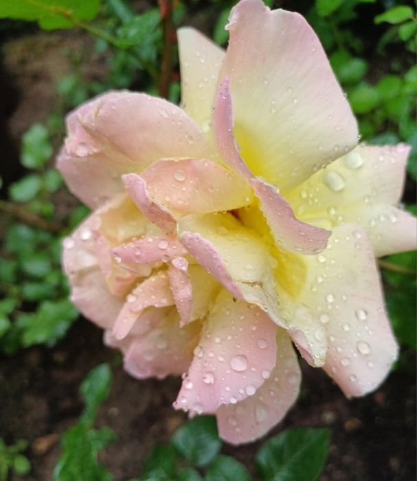 Розы для Вашего сада