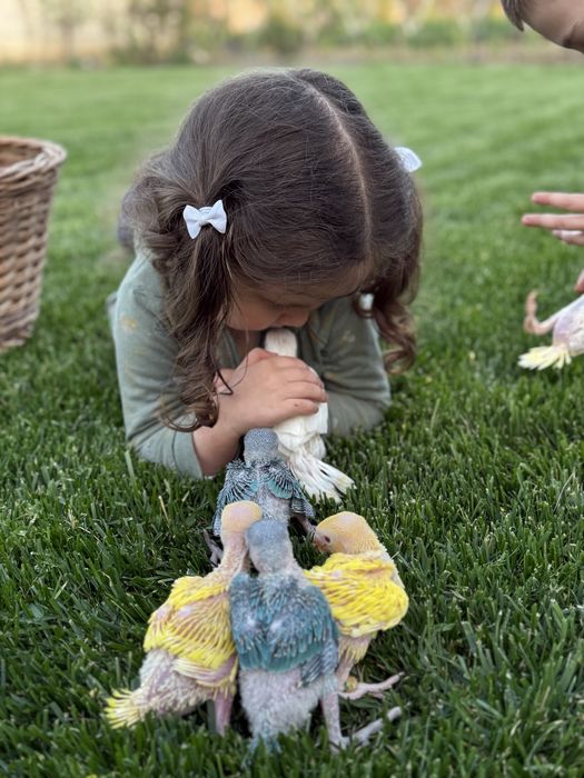 Papagali blanzi pui micul alexandru alexander