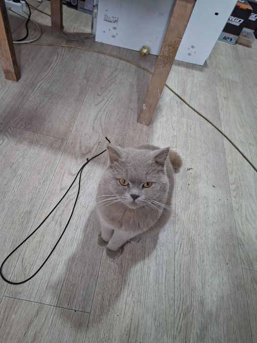 Mushik erkak vyaskaga sotlmid toza latok bladi