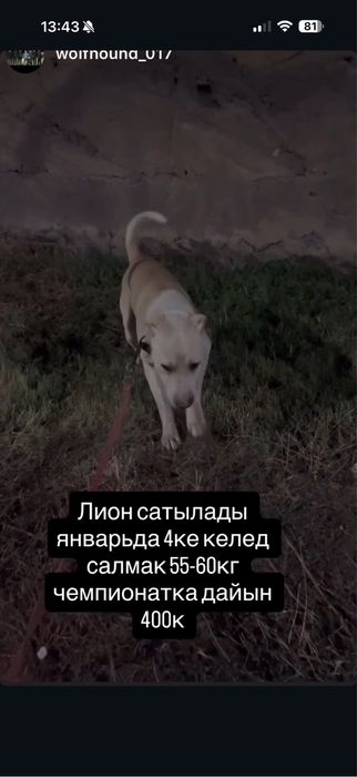 боевая собака срочно 4 года
