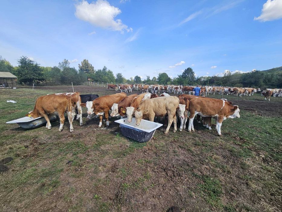 Viței 100-250 kg