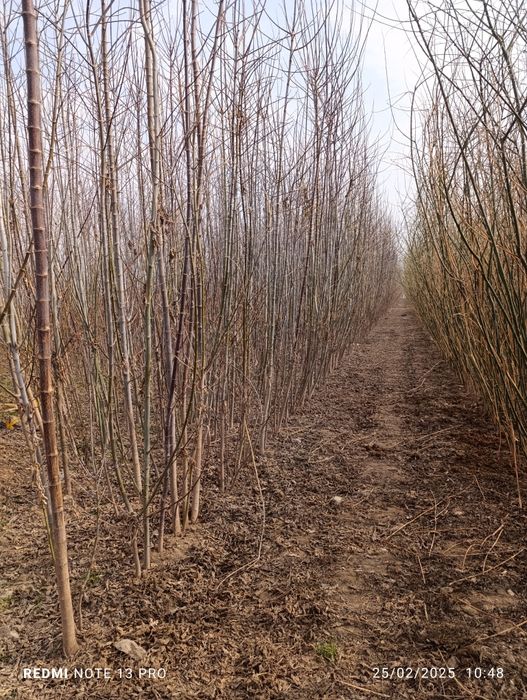 yasin sakura klyon sotiladi 3 yillik 7   8  metrgaca