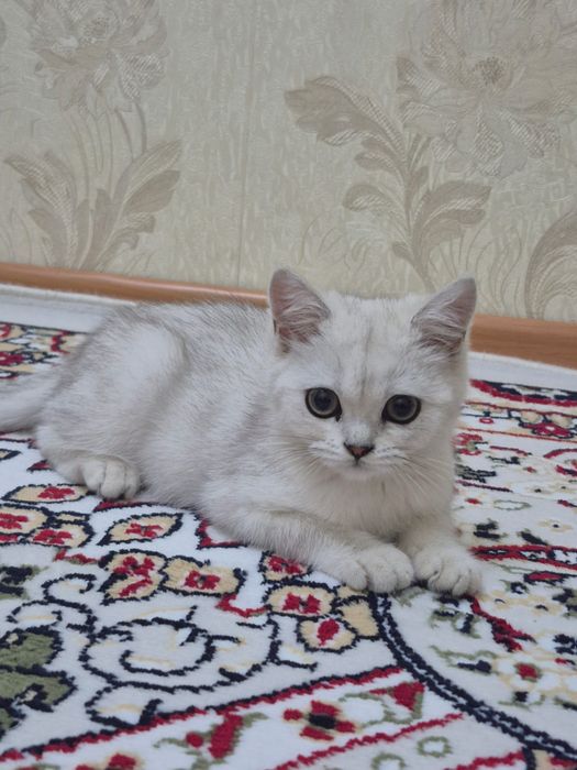 Кошка британски малинкий
