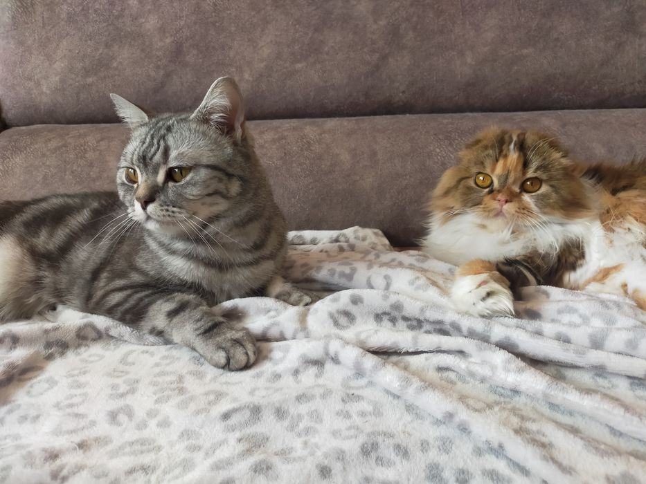 Шотландские кошки