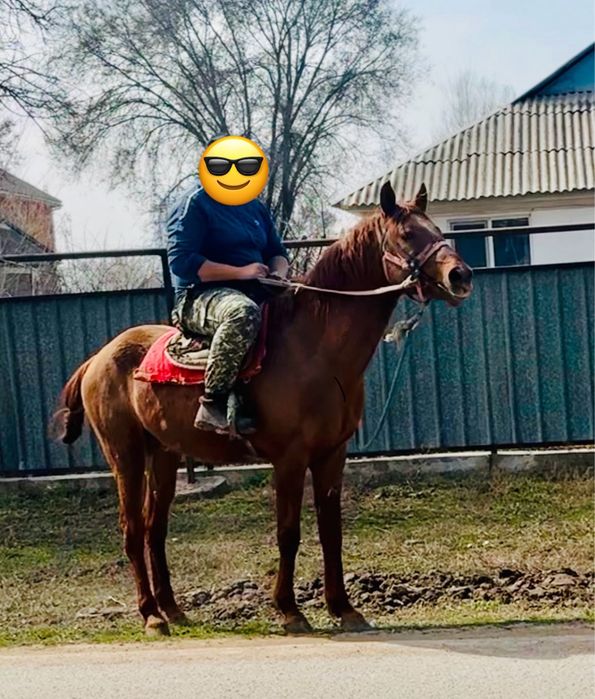 Айғыр 3 жасар кәзіргі формасы басқа