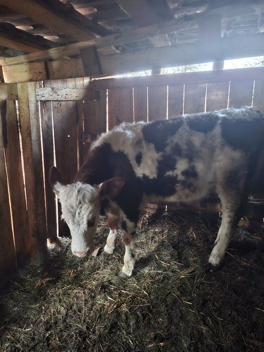 Vaca baltata romaneasca