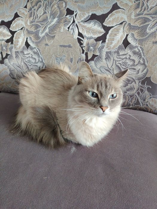 Нужен дом для кота и кошки