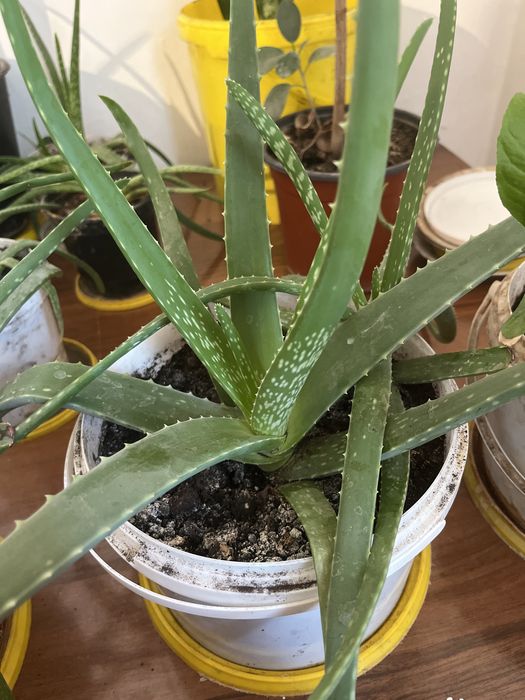 Домашный цветы