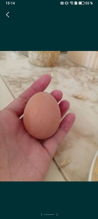 Домашний жұмыртқа сатылады