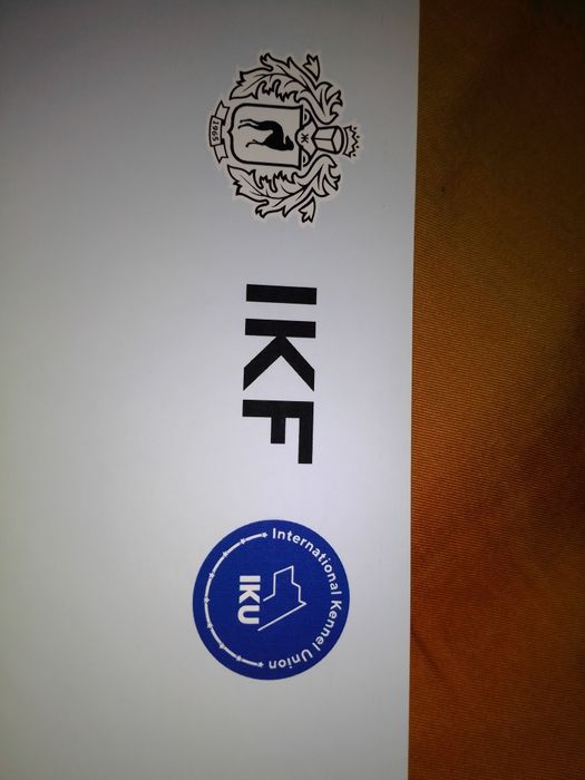 Джек Рассел кобель вязка