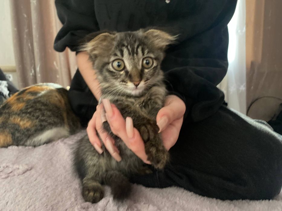 отдадим котят в добрые руки,  с доставкой, девочки