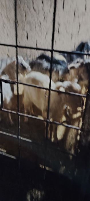 асыл тұқымды альпийски текелер