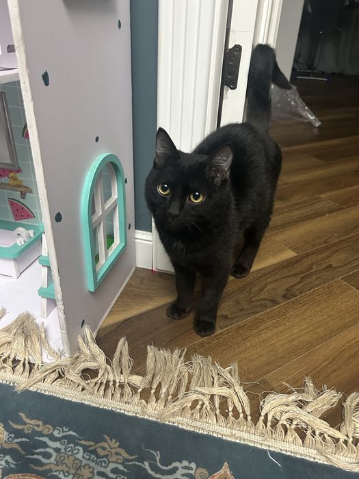 Найден кот котенок