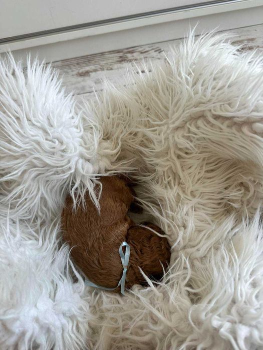 Мъжко пудел тойче търси своя нов дом.