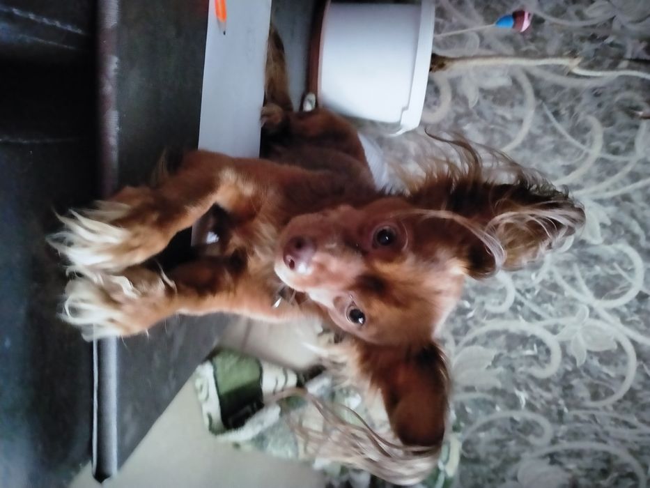 той терьер(русский длинношёрстный)   вязка