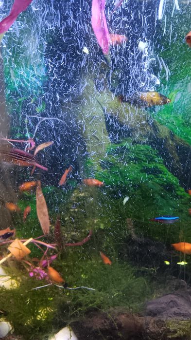 Pesti platty isi cauta alt acvariu