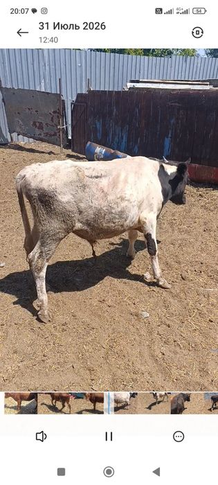 Продам бычков 3 бычка