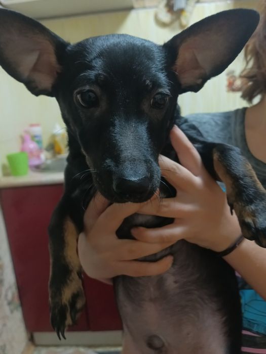 Отдам щенка 5 месяцев