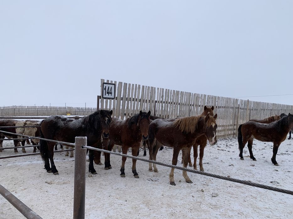 Бычки зернового откорма
