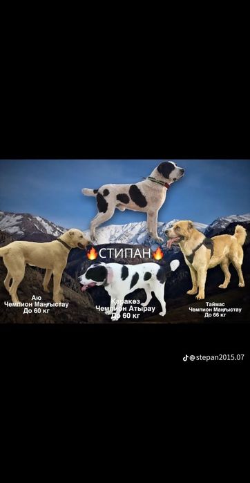 Алабай кушик сатлады