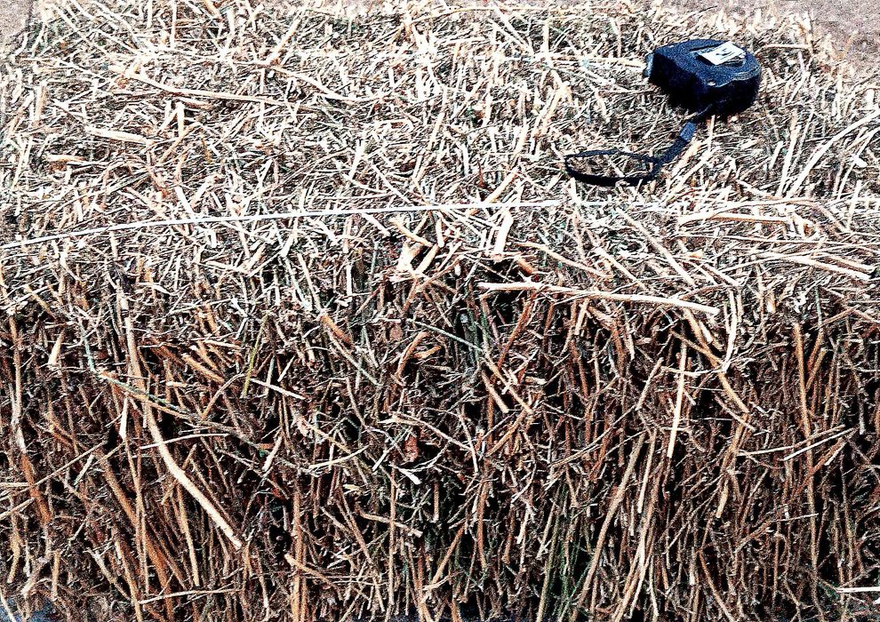 Беда (клевер) с доставкой