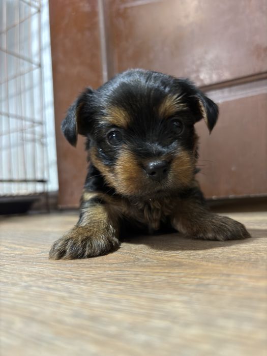 Йоркширский терьер . ДЕВОЧКИ