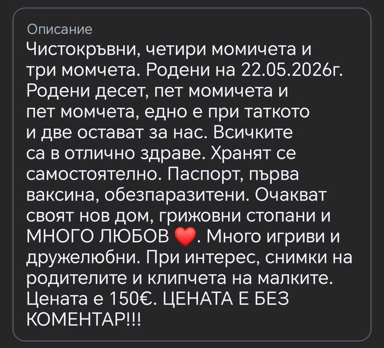 Джак Ръсел Териер