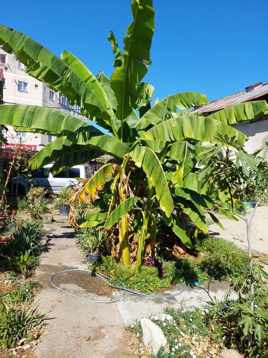 Bananieri de vânzare