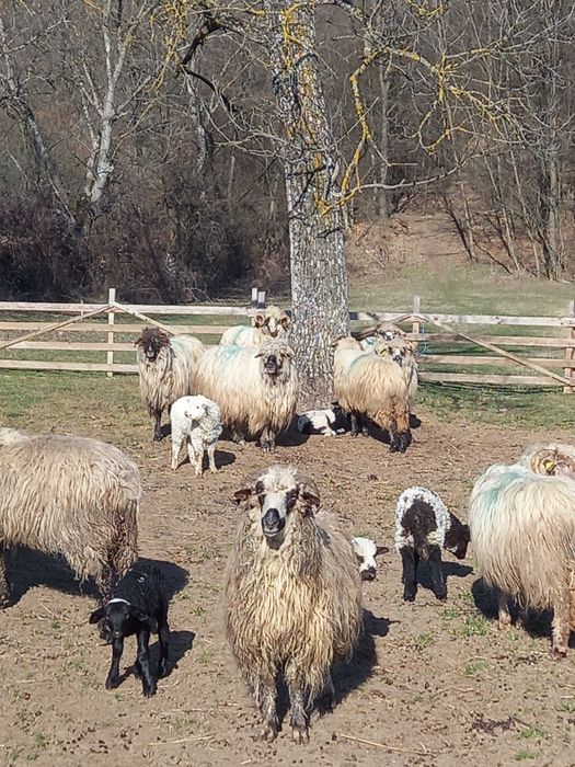 Oi cu miei noatine și berbeci 550