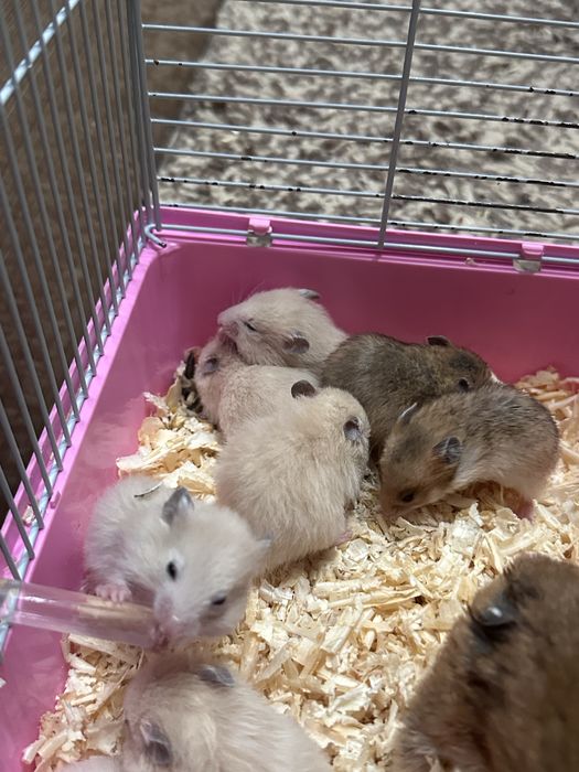Сирийские хомяки