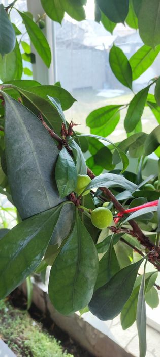 Фикус королевский дерево  продаю