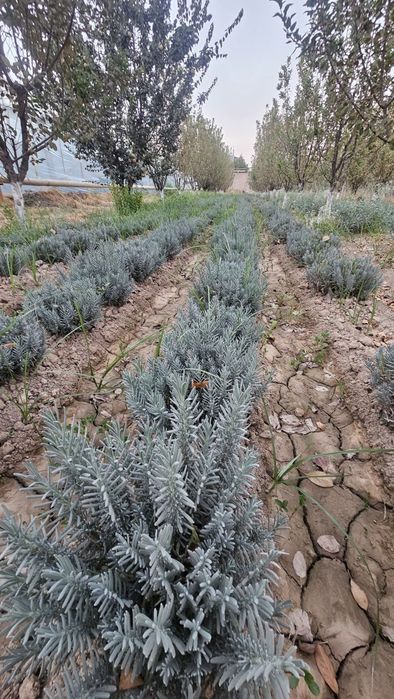 Lavanda Fransuskiy sort