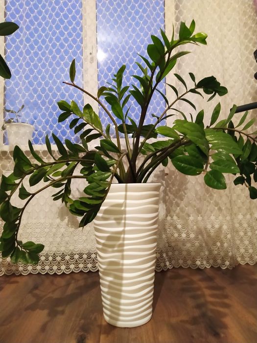 Замиакулькас (долларовое дерево)