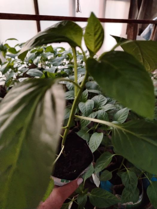 Рассада болгарского перца