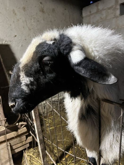 Xisori qoʻchqor sotiladi.