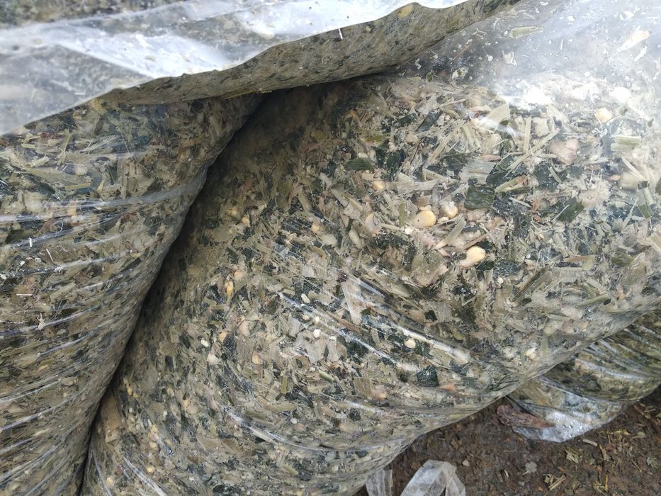 Силос кукурузный