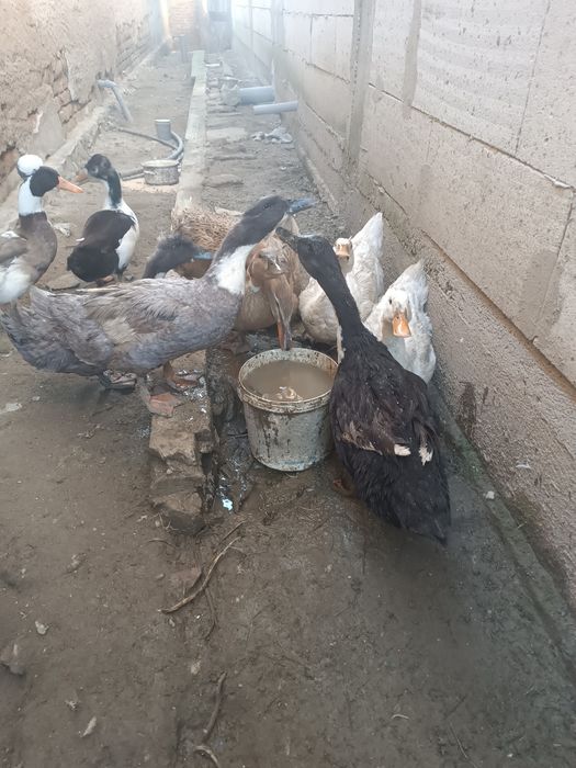 Vând 7 rațe și doi rățoi