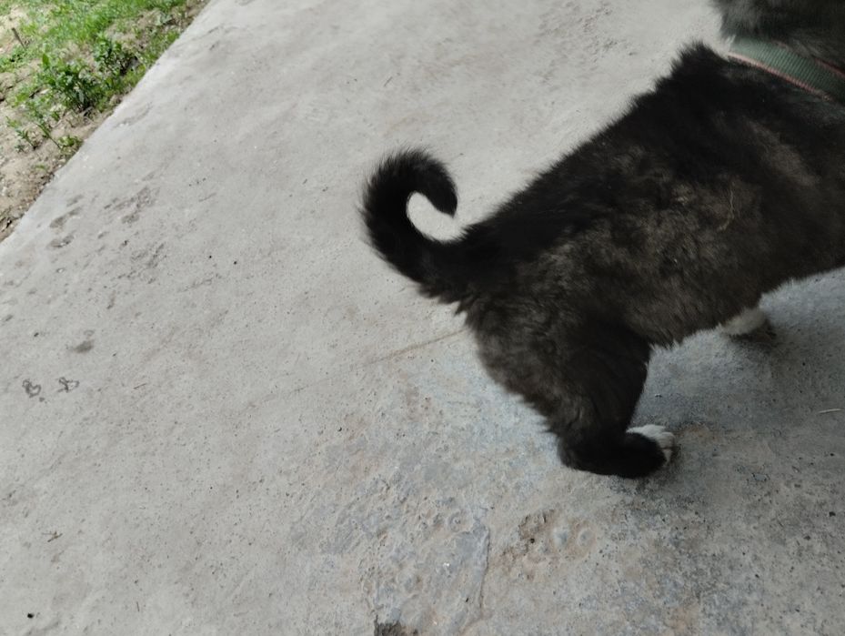 Продаётся щенок пример такой будет