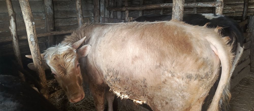 Продается молодняк