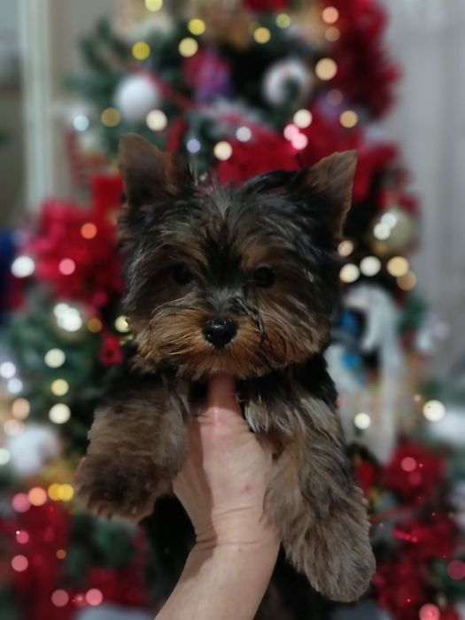 Йоркширские терьеры мальчики