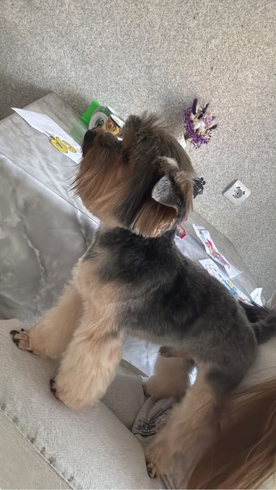 Йоркширский терьер вязка