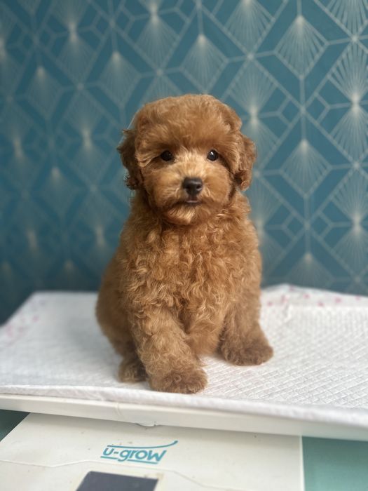 Poodle Toy  ,Caniche rasa pura,Pedigree FCi