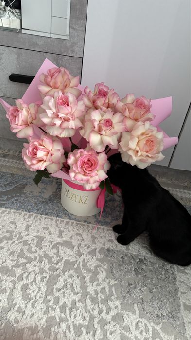 Котик(мальчик)отдам в хорошие руки